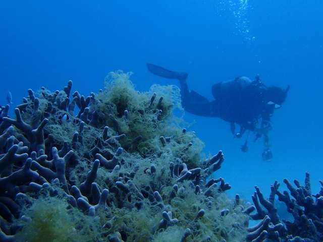 体験ダイビングの安全Q&A