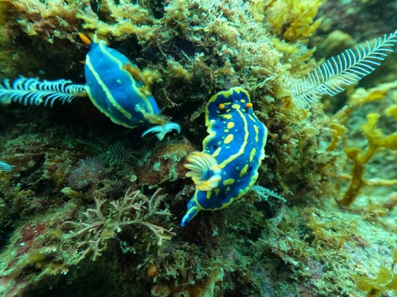 🐚 藤三ファンダイビング！初めての青ウミウシに感動🐠