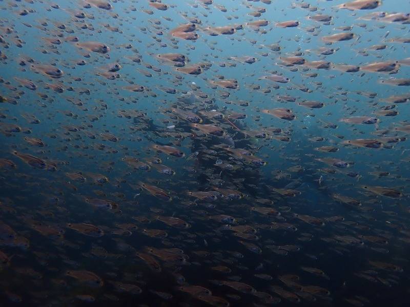 魚が群れて群れて・・・