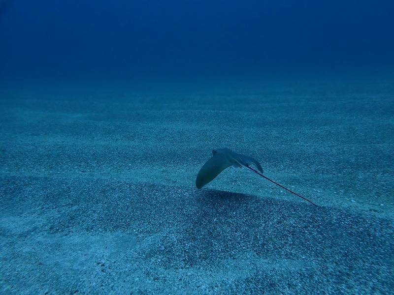 勝手に始める【DM勉強シリーズ①】潮の干満で透明度は変わる？ 