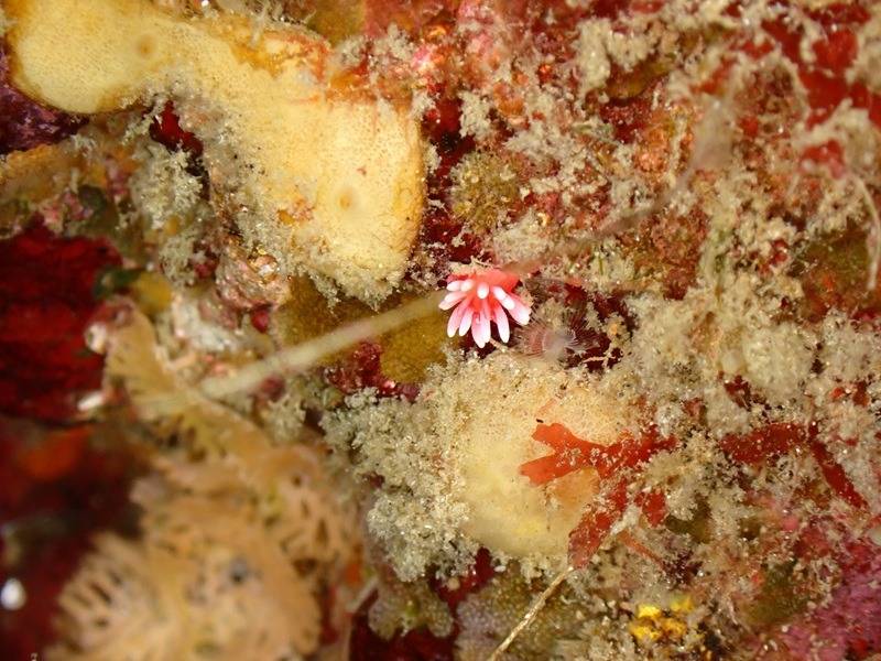 マクロ生物見に行こう！