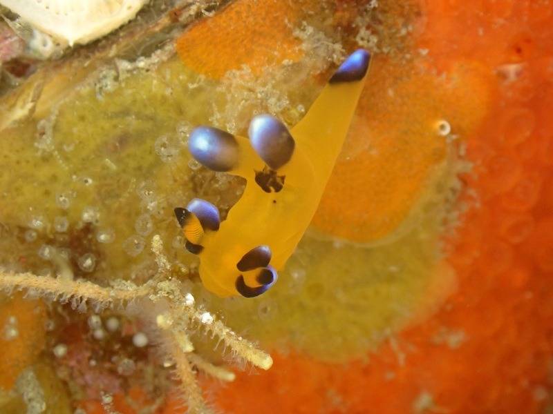 【西伊豆遠征】稲取発！ダイナミックな伊豆ダイビングの魅力を体感しよう