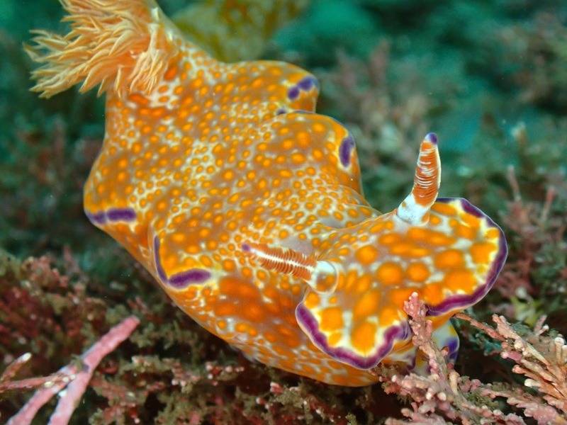 水温19℃！ウミウシ豊作の田子でスタッフ調査ダイブ！