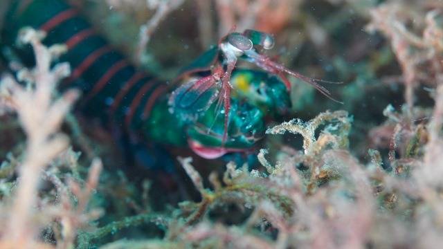 フトユビシャコモドキってどんなヤツ？