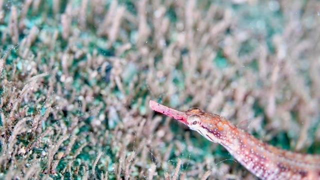 初めてのダイビング講習、何をするの？写真でわかる「当日の流れ」紹介