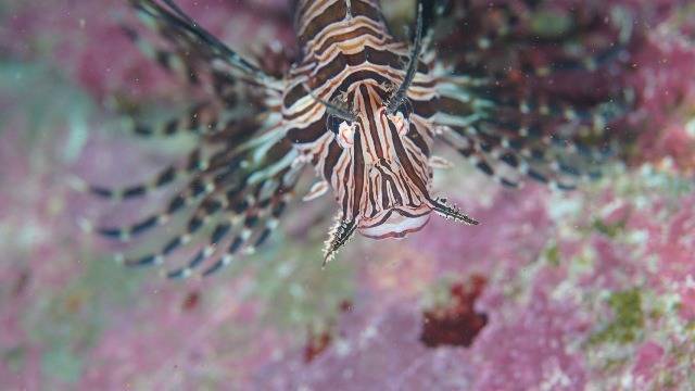 のんびり3ダイブ満喫＆1月限定お得ダイブ情報