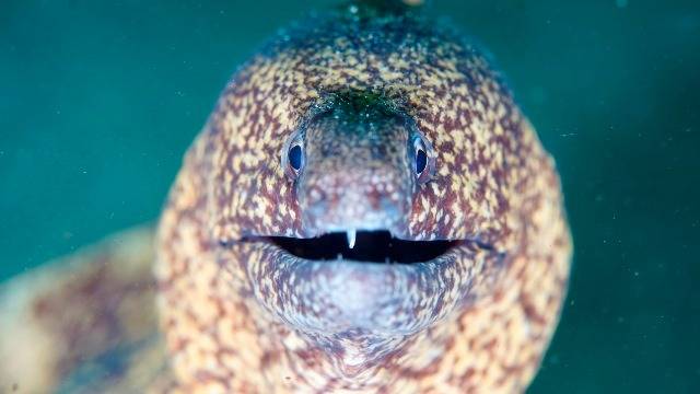 ♻️明日はProject AWARE海中清掃DAY！一緒に海をきれいにしよう🌊