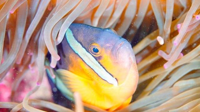 急な予定でもご相談ください！稲取で秋のファンダイビングと講習案内