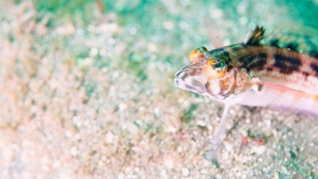 ダイビング講習の「深さ」にルールがあるって知ってた？