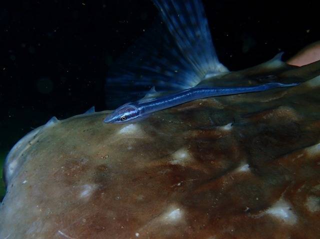 珍しいコバンザメまで！稲取港でのダイビングを楽しもう