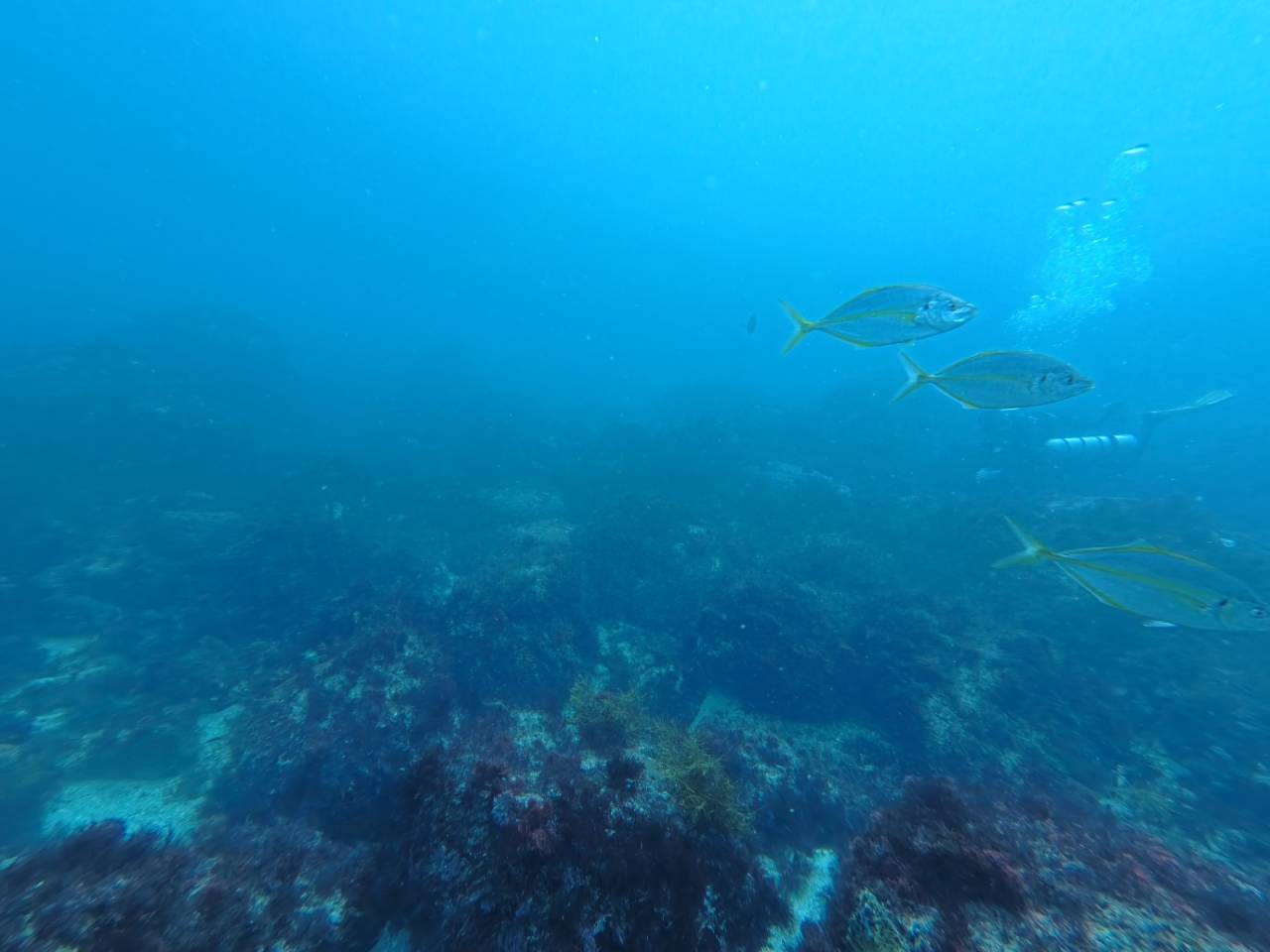 “見る”から“見せる”へ！ガイド目線で潜ったファンダイビング