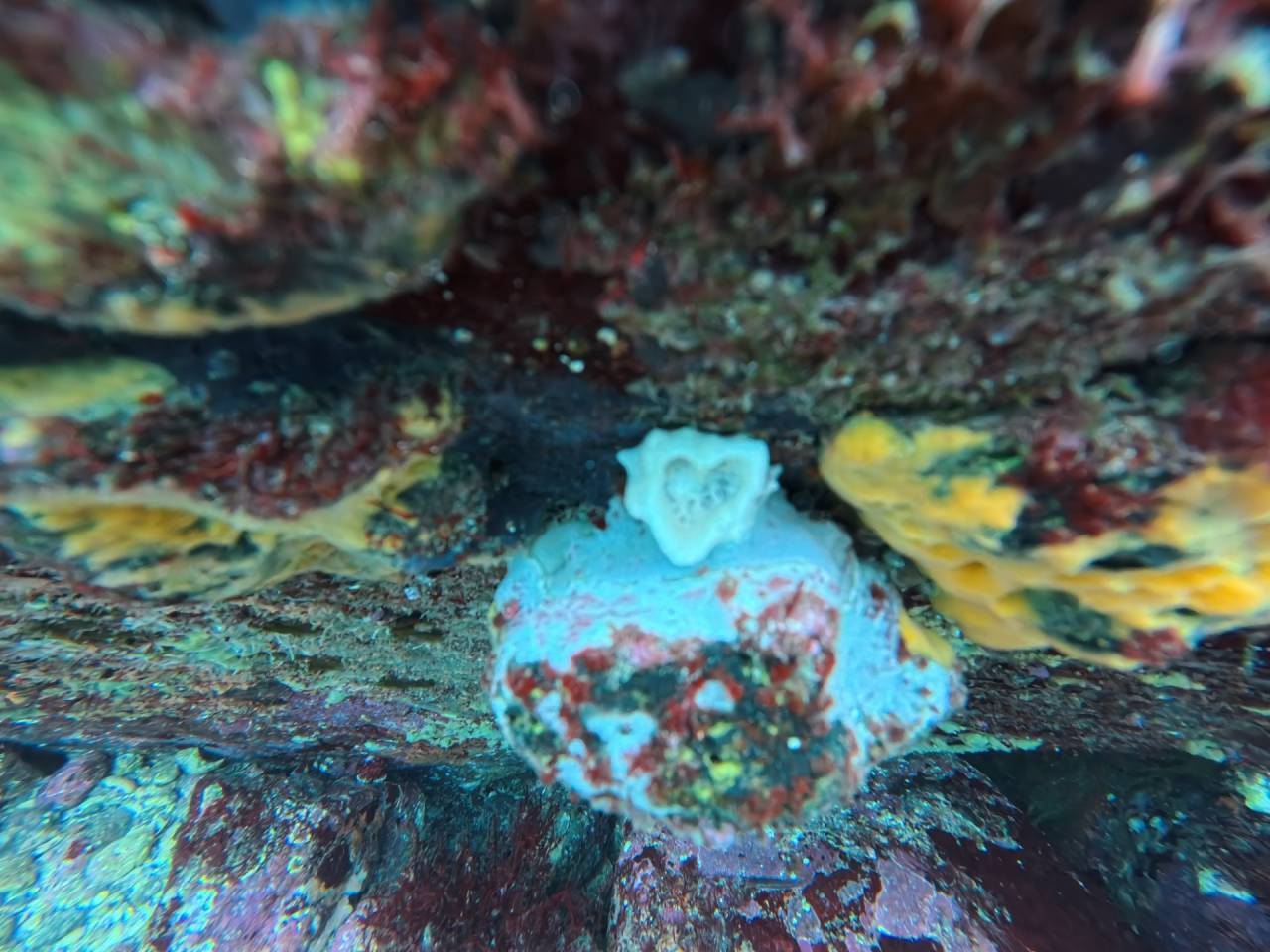 「ドライスーツ初体験＆ハートのカイメン発見！ファンダイビングで学び満載の1日」