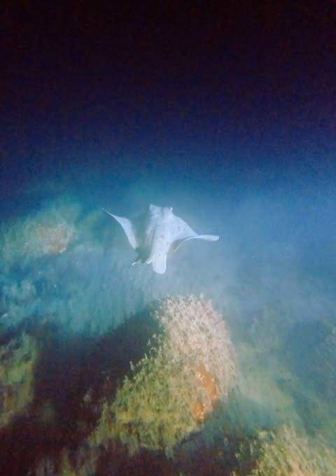 2回目のナイトダイビング！港の海で出会ったトビエイ