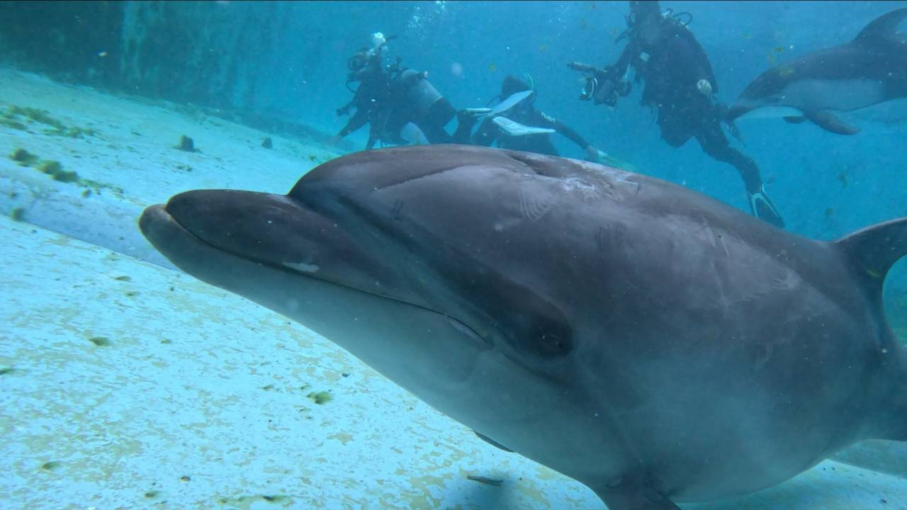 下田海中水族館でイルカと一緒にダイビング