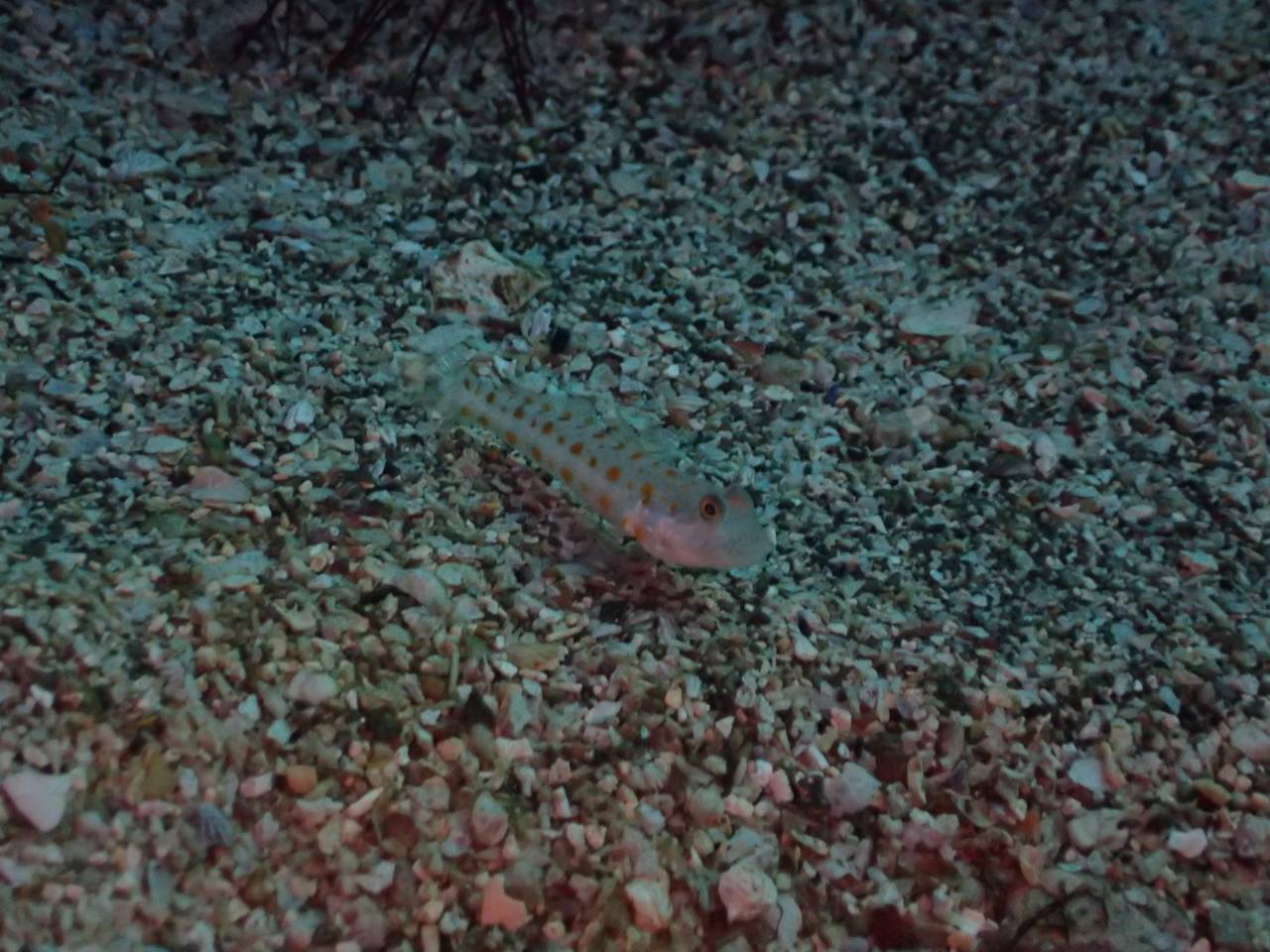 カメラトレ DAY2：ついに“オトメ”に出会った！📸✨