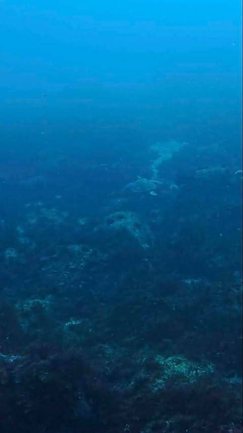 【作業ダイブ報告】冬の海でウミガメ登場