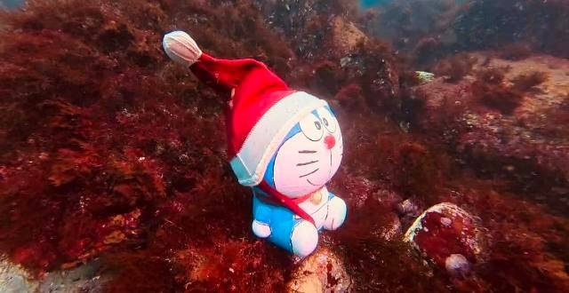 【水中レポート】 – サンタ帽を被った青いアイツ