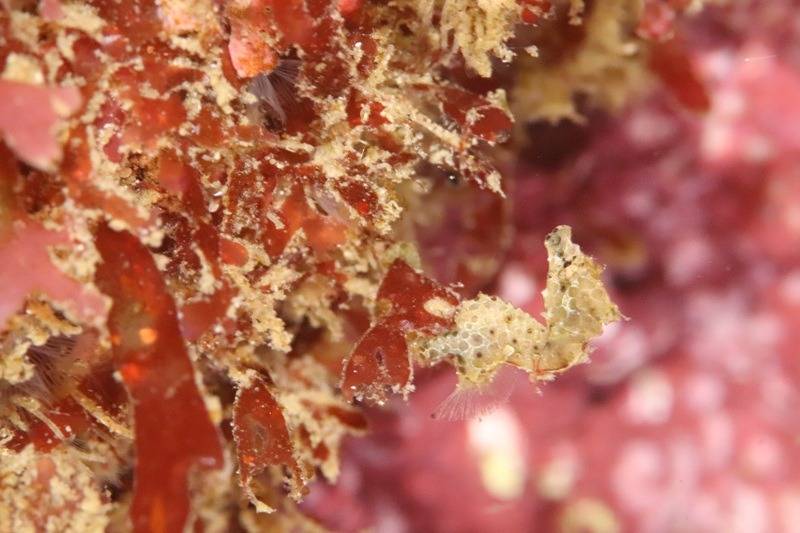 稲取の海に奇跡が起きた！ジャパピグ登場の大興奮ダイブ！