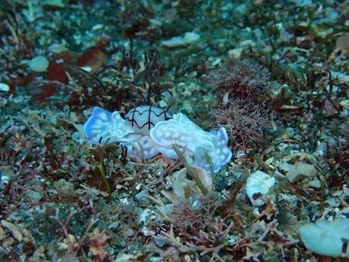 稲取の海が最近アツい！ジャパピグに続いてコンシボリガイ再登場