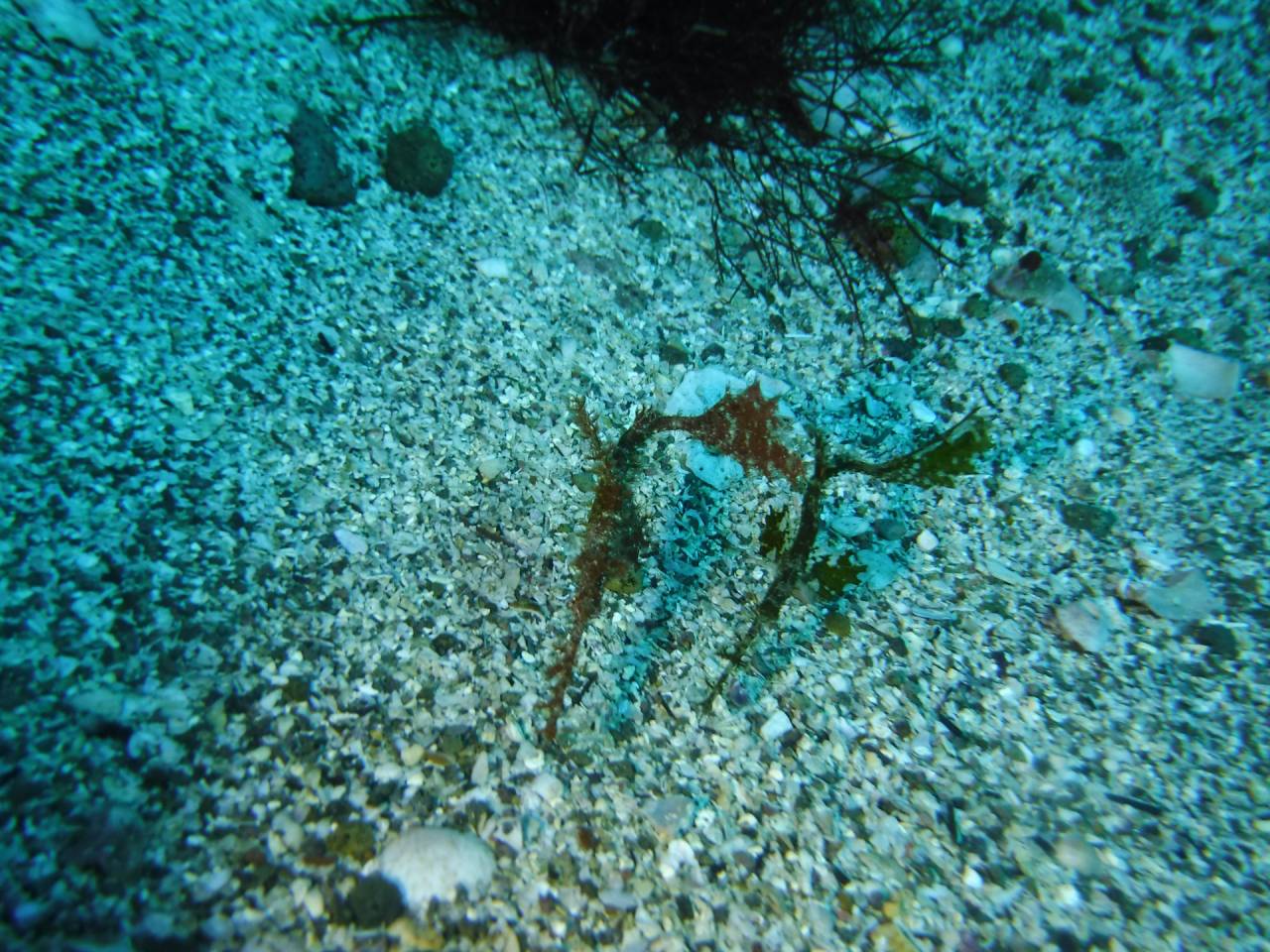 見つけたのに消えた…！？ファンダイビングあるあるDAY