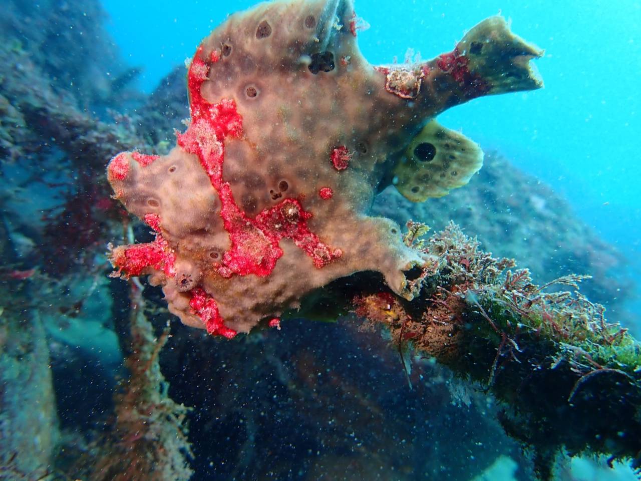 稲取港＆藤三で2ダイブ！ボス級カエルアンコウと砂地の主に遭遇！