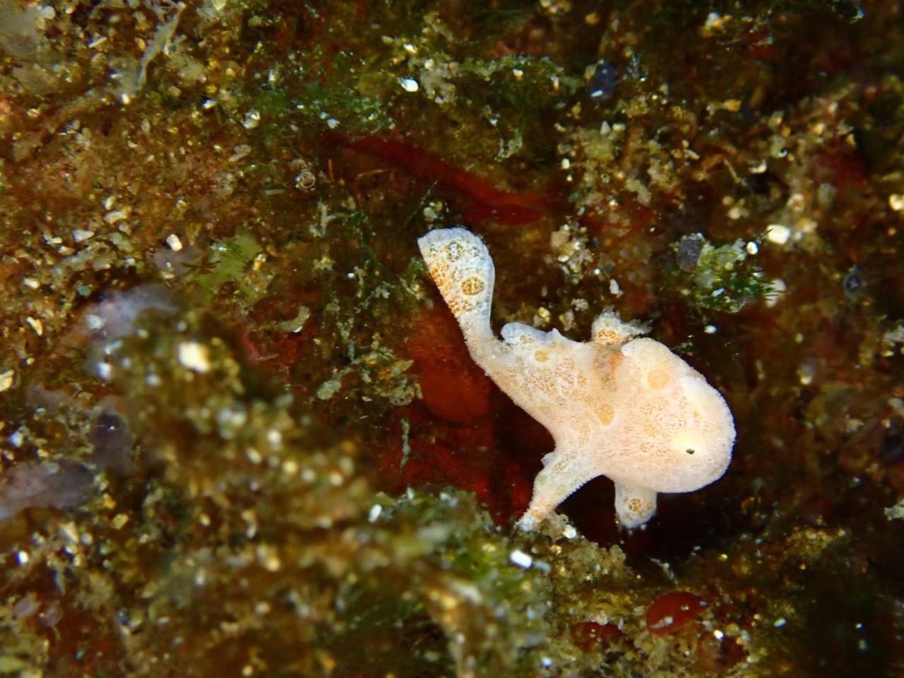 沈船×講習×発見！菖蒲沢でてんこ盛りダイブ