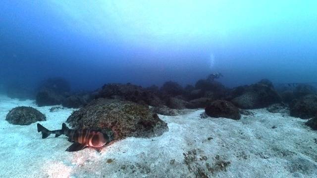 ダイビングで確認できたネコザメ