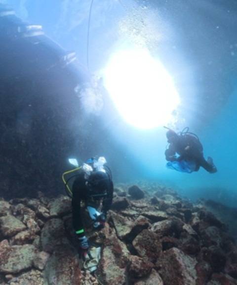 え？カメじゃない！？藤三で巨大ツバメウオ2個体に遭遇！