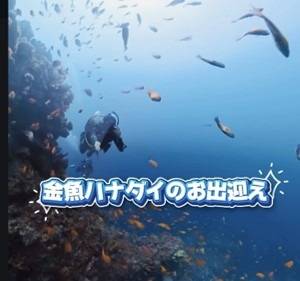 のんびりマイペースに楽しむPADIドリフトダイバーSP遠征ツアー！