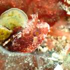 イベントのお知らせとLINE配信告知