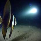 明日から3日間はついにマリンダイビングフェア開催