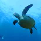 ✅ ステップアップ・上級ダイバー向け特典ページ