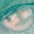 【ダイビング】エイを見つけたい