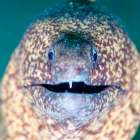 春濁りが始まった伊豆の海へ