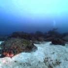 海況 | ダイビング