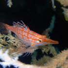 初ガイドは田子白崎へ！